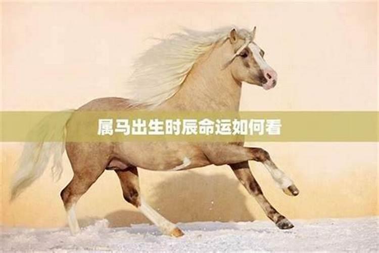 属马的人几月出生最好属马的人出生月的运势怎么样