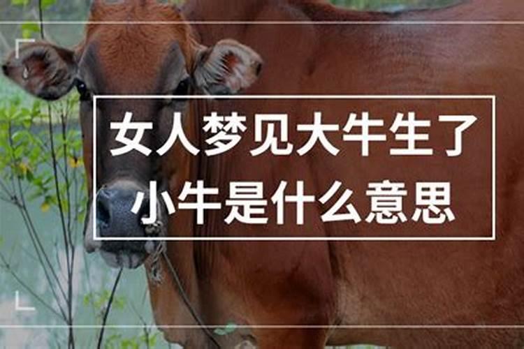梦见牛生2个牛犊有什么预兆啊？