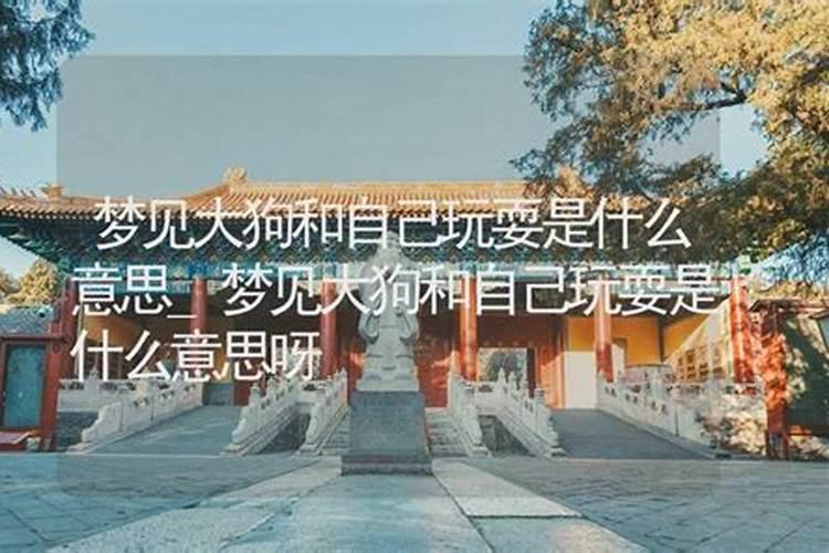梦到很大的狗一起玩耍预示着什么意思