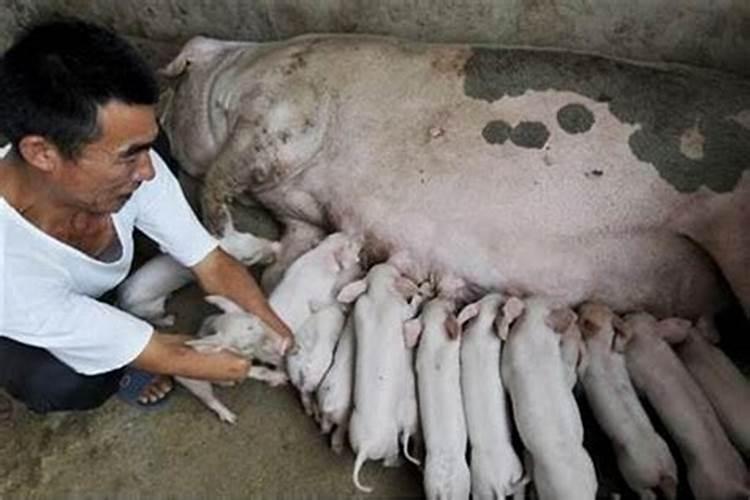梦见牲口是什么意思？