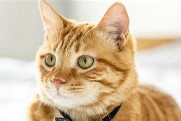 梦见老鼠咬伤了猫的预兆