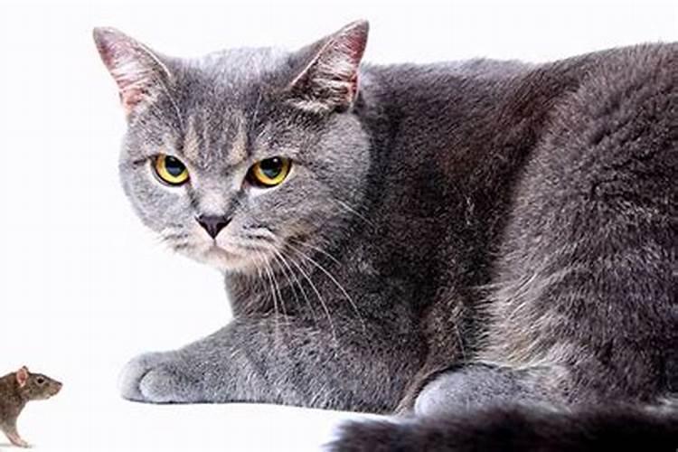 梦见猫咬死老鼠见血