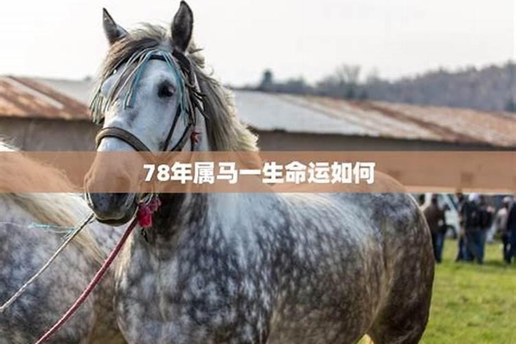 78年的马是什么命1978年属马人终身的三大坎