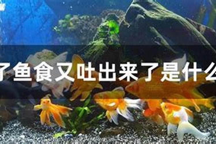 梦见吃鱼吐出来的预兆