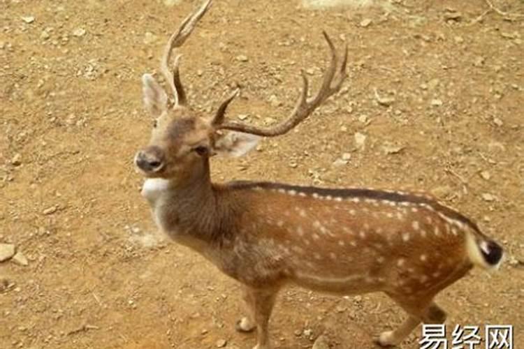 梦见一群梅花鹿,然后过来一个牛跟一只梅花鹿打架,是什么意思