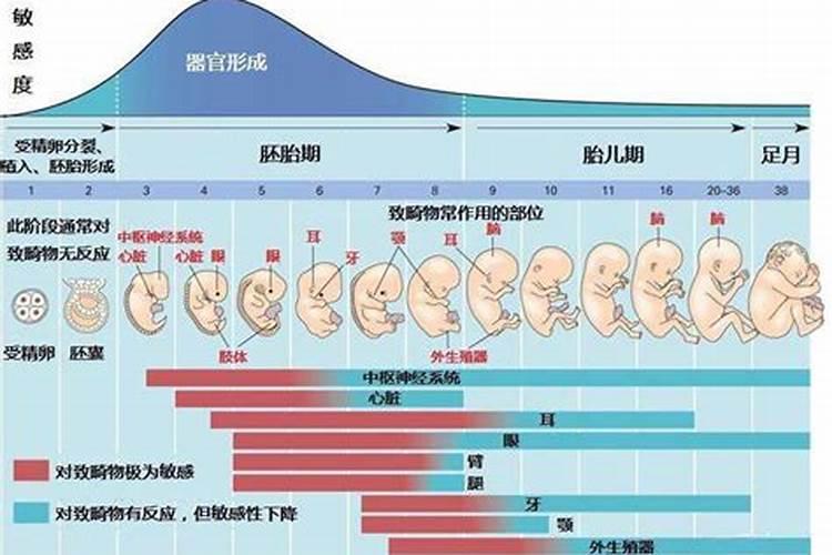 两个月的胎儿有灵魂吗