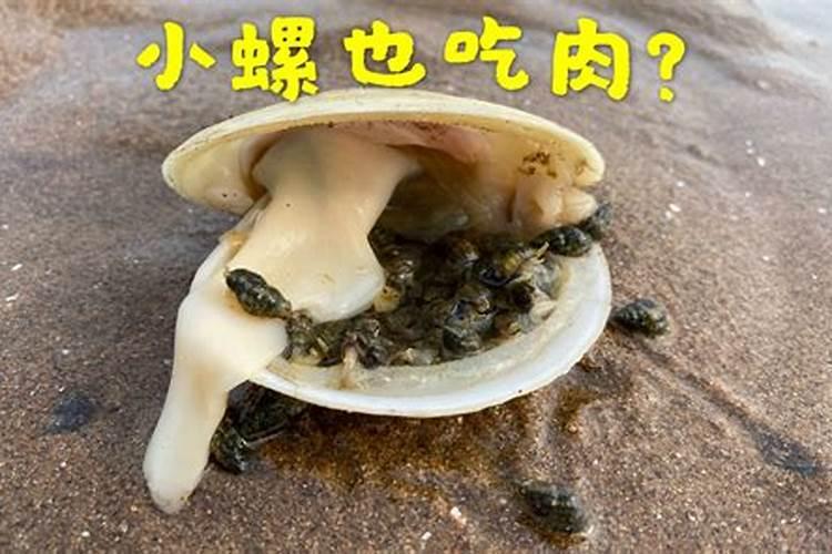 梦见捡了一个很漂亮的海螺的预兆