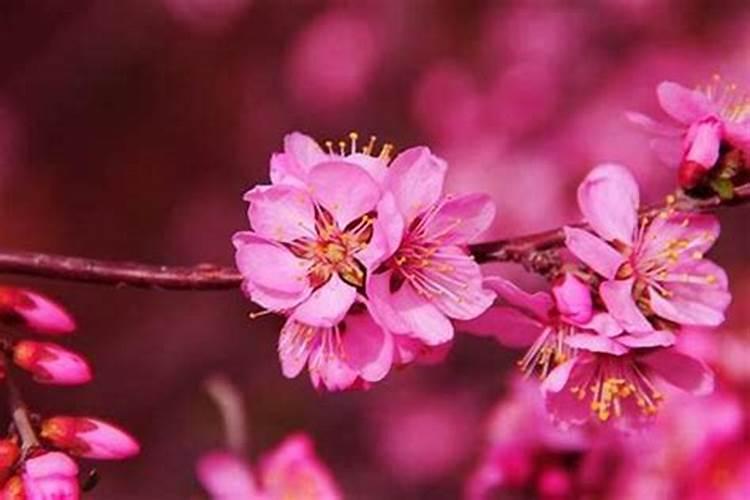 八字算命中,命里带桃花是什么意思？