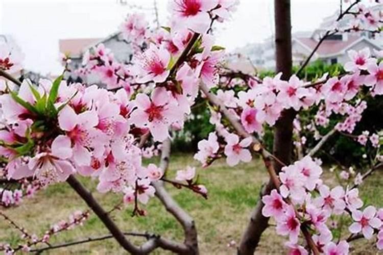 八字带桃花是什么意思
