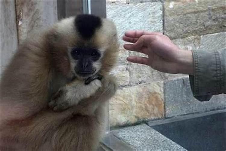 两个属猴的合不合财 适合结婚吗？