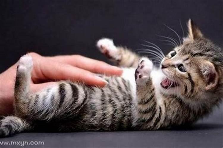 梦到猫抓自己什么预兆