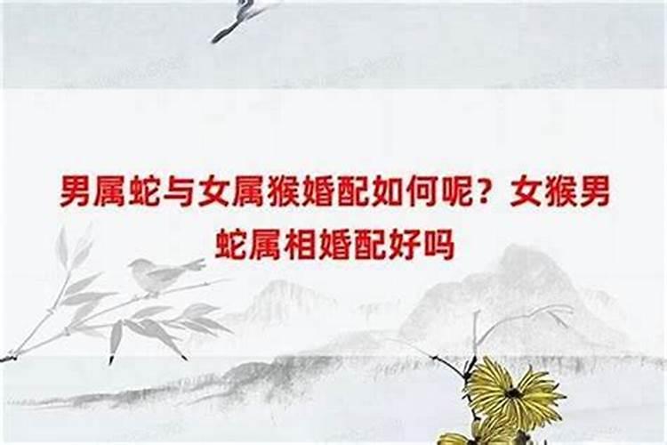 属龙男人和属猴女人相配吗