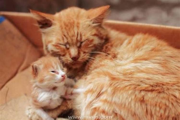 周公解梦梦见猫咪生了小猫,梦见猫来亲近我