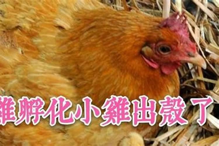 孕妇梦到狗生男孩女孩呢 怎么解释