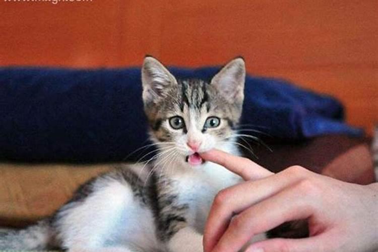 梦见猫咬住我右手我把猫摔死了。猫皮在我身上