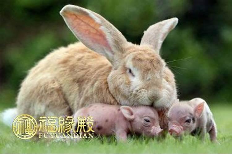 1999兔和1995猪哪一年结婚好