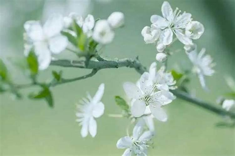 哪些生肖会在4月份也有“桃花运”？
