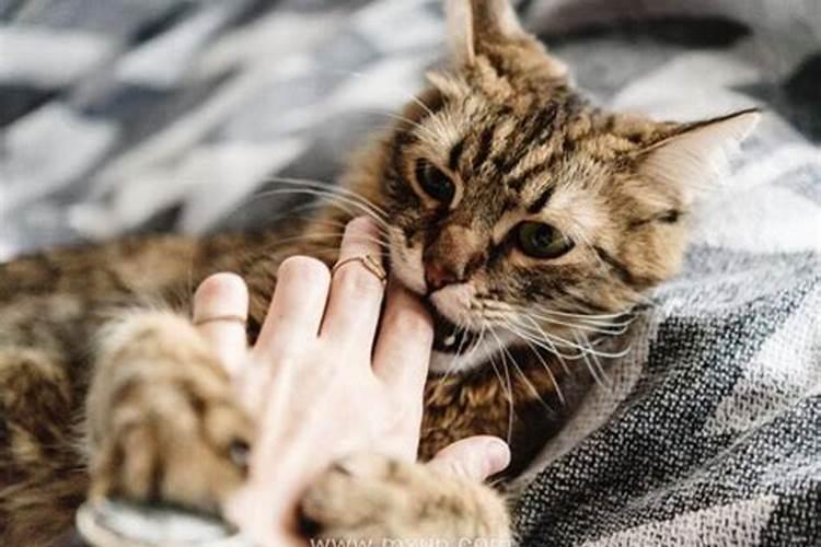 梦见手背猫咬流血的预兆