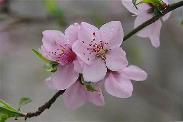 怎样有助于桃花运？