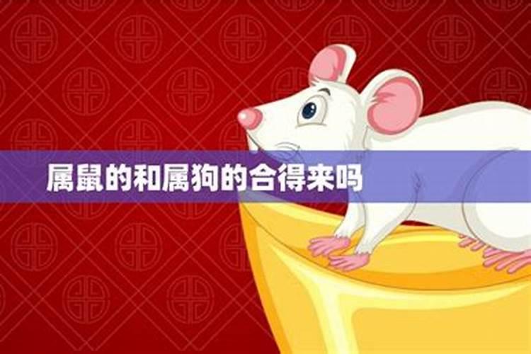 属鼠的和属狗的婚姻合不合