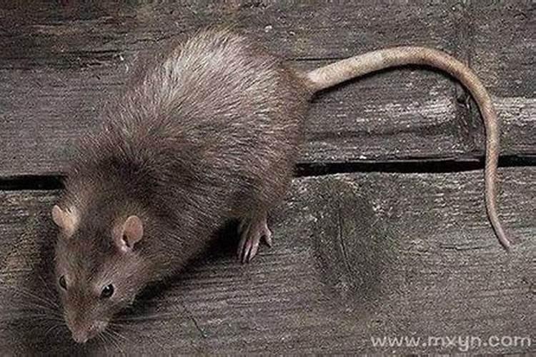 梦见蛇追我破解方法的预兆