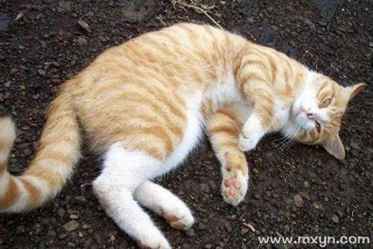 梦见好多猫进家里是什么预兆