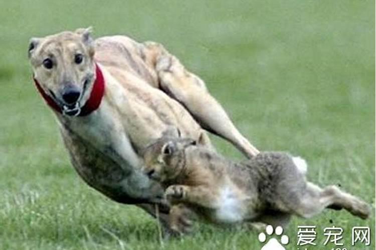 兔与狗合婚吗？