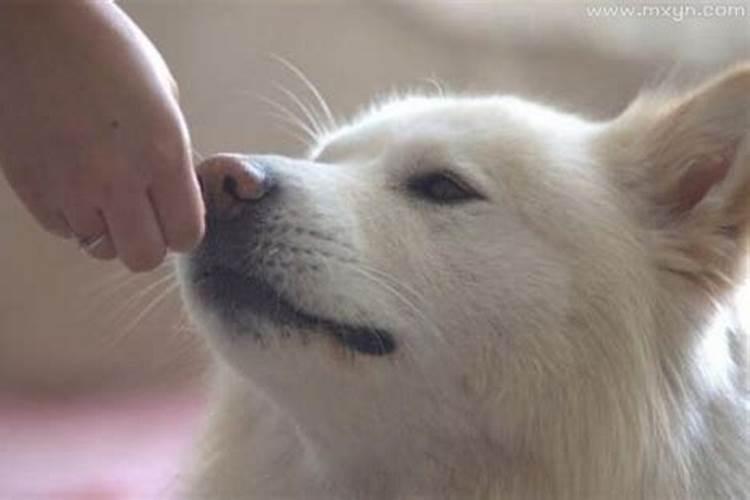 梦到狗是什么征兆 女性