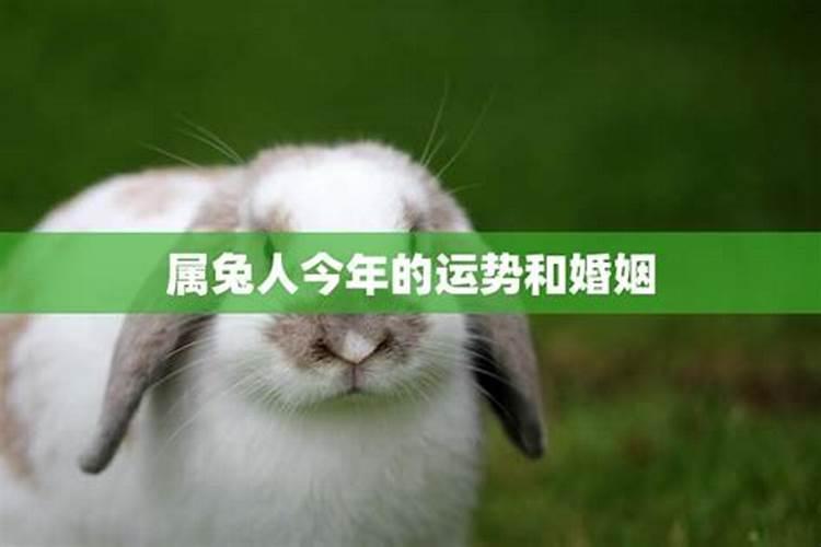 2025年属兔人的爱情运势