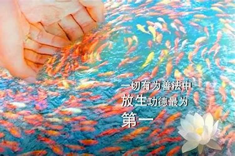放生有什么好处