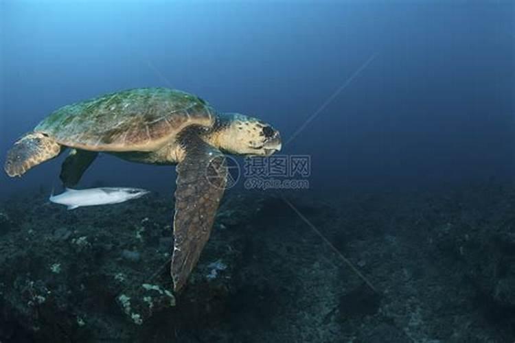 梦见海龟在大海里的预兆