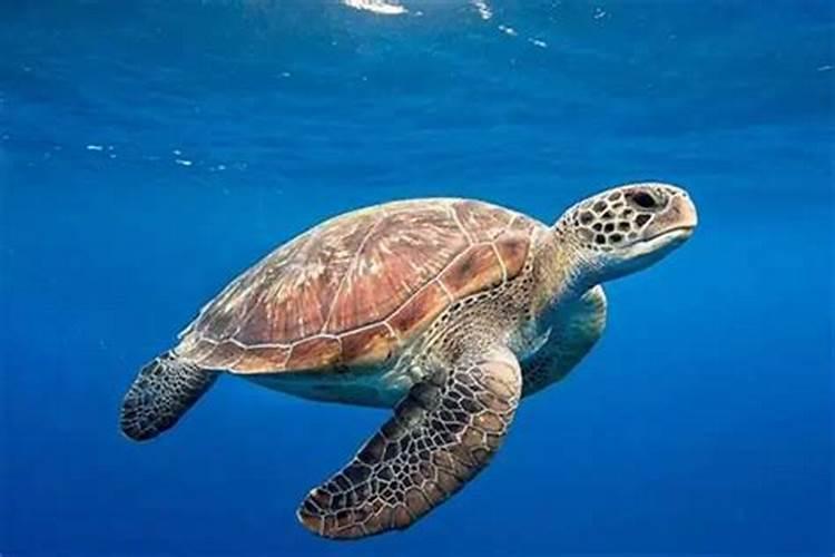 梦见海水里有海龟