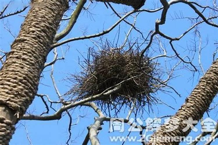 梦见鸟巢是什么意思？做梦梦见鸟巢好不好
