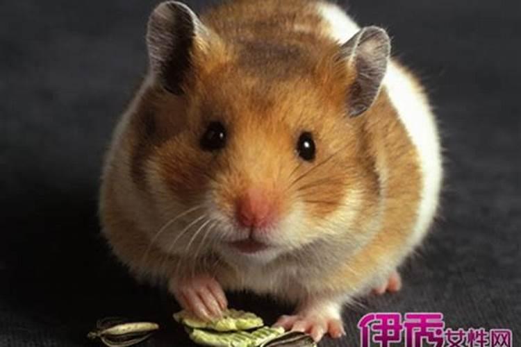 梦见老鼠是好事还是坏事