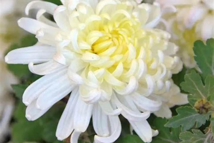 一年四季花开放的顺序是什么？