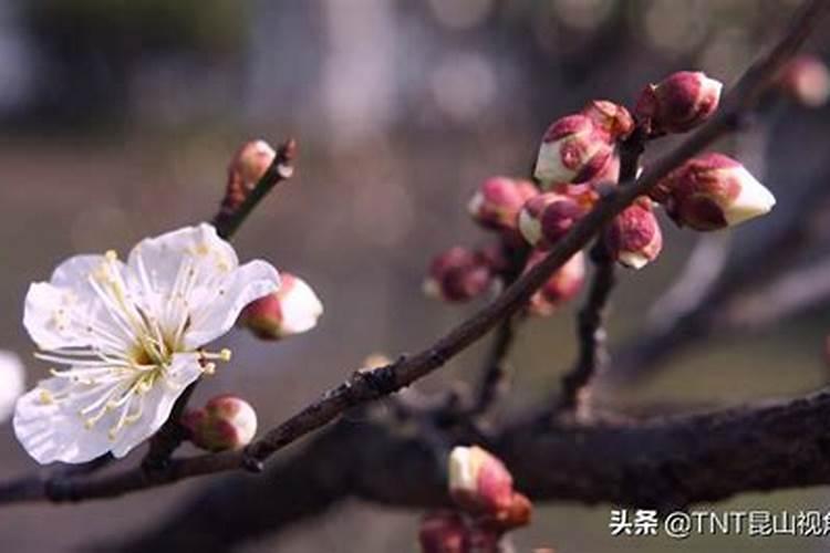 一年中什么花开的最早？