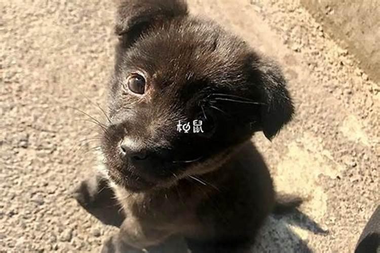 梦见黑狗主动亲近自己预示着什么