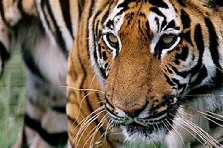 属猪人逢虎年 2022虎年属猪人运势全解析
