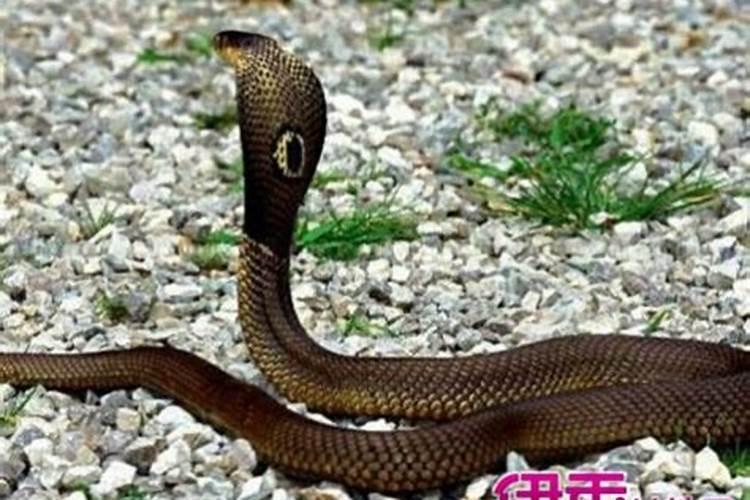 犯太岁怎么化解 犯太岁的九个化解方法