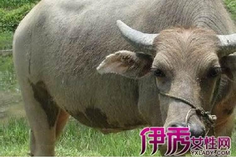 梦见水牛是什么预兆