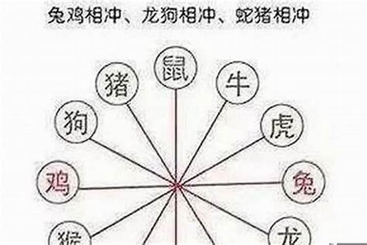 狗跟哪个属相犯冲