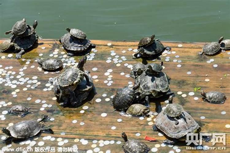 梦见一群乌龟在池子里