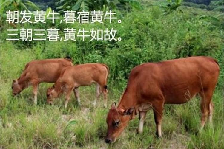 梦见牵着老黄牛走