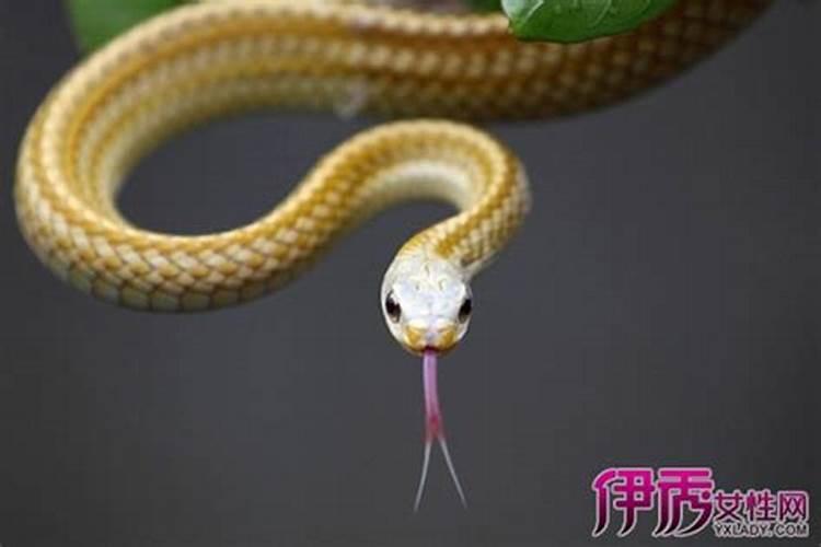 梦见美女蛇是什么意思