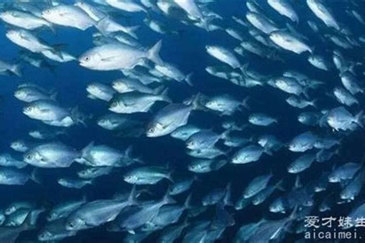 梦见海里狂风刮来好多死鱼
