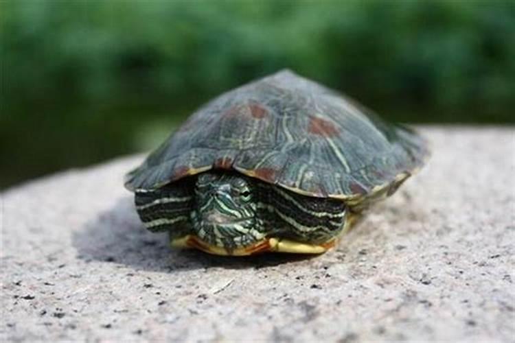 梦见蛇被砍成几节的预兆