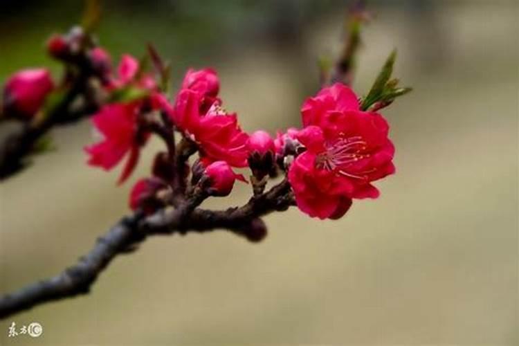 属相婚配有多准,属相婚配准吗？可信么？