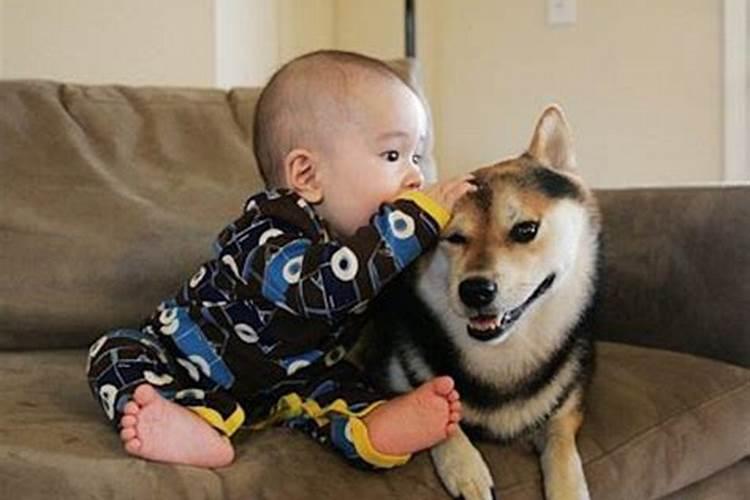 梦见狗狗说人话