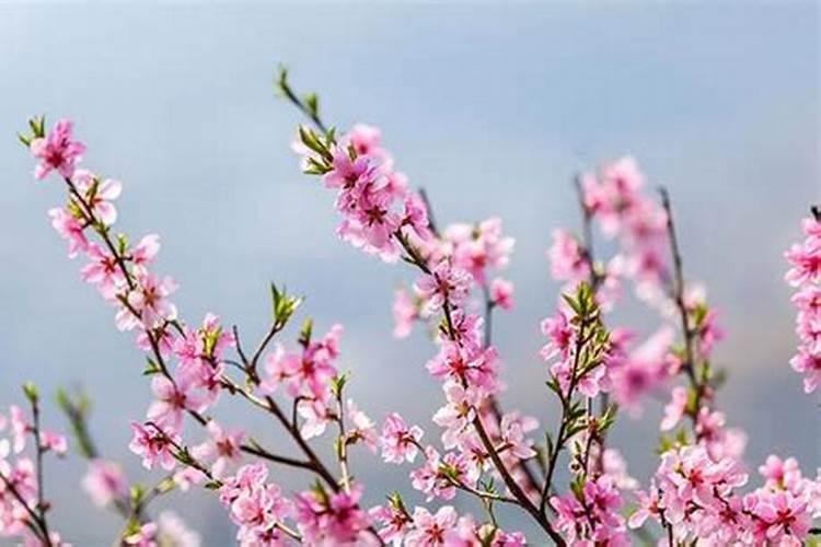 四柱八字桃花煞分为哪几种