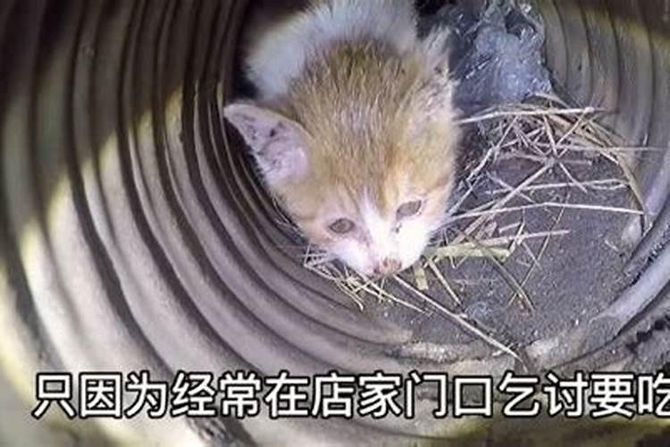 把猫丢掉会不会运气不好